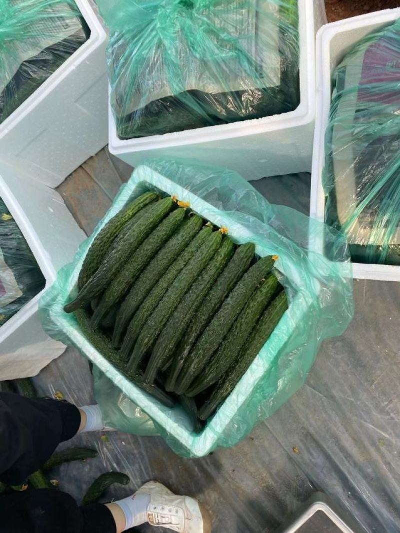 云南密刺黄瓜元谋县黄瓜大量现货供应