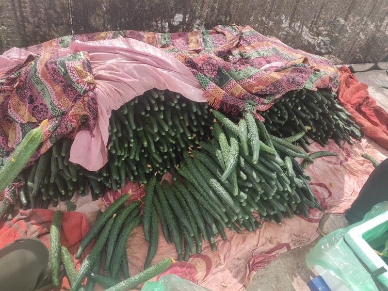 云南密刺黄瓜元谋县黄瓜大量现货供应