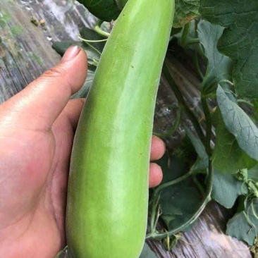 葫芦瓜
