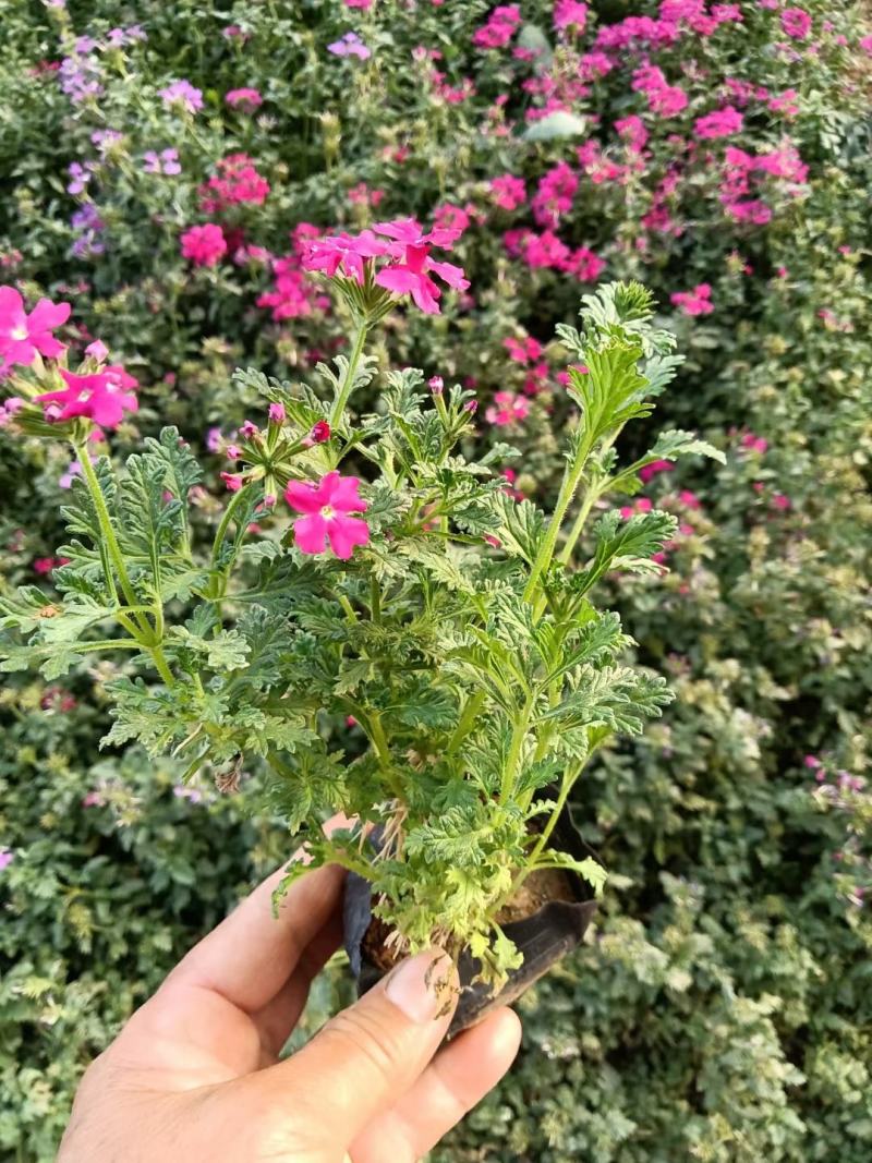 美女樱，种植基地量大，需要的老板欢迎联系！