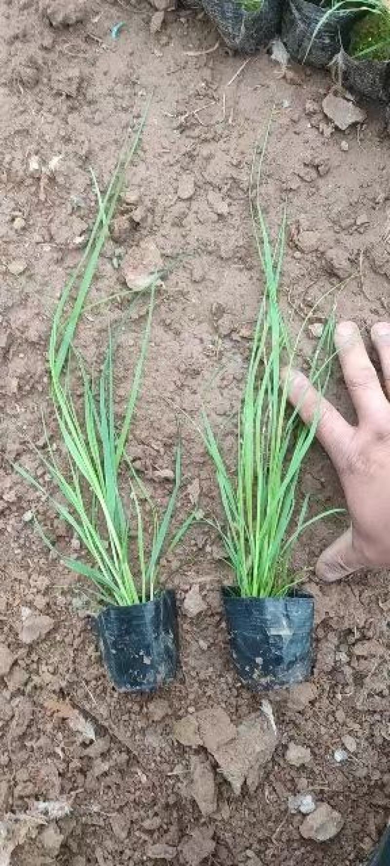 矮蒲苇，需要的老板电话询价价格低质量优