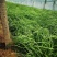 矮蒲苇，需要的老板电话询价价格低质量优