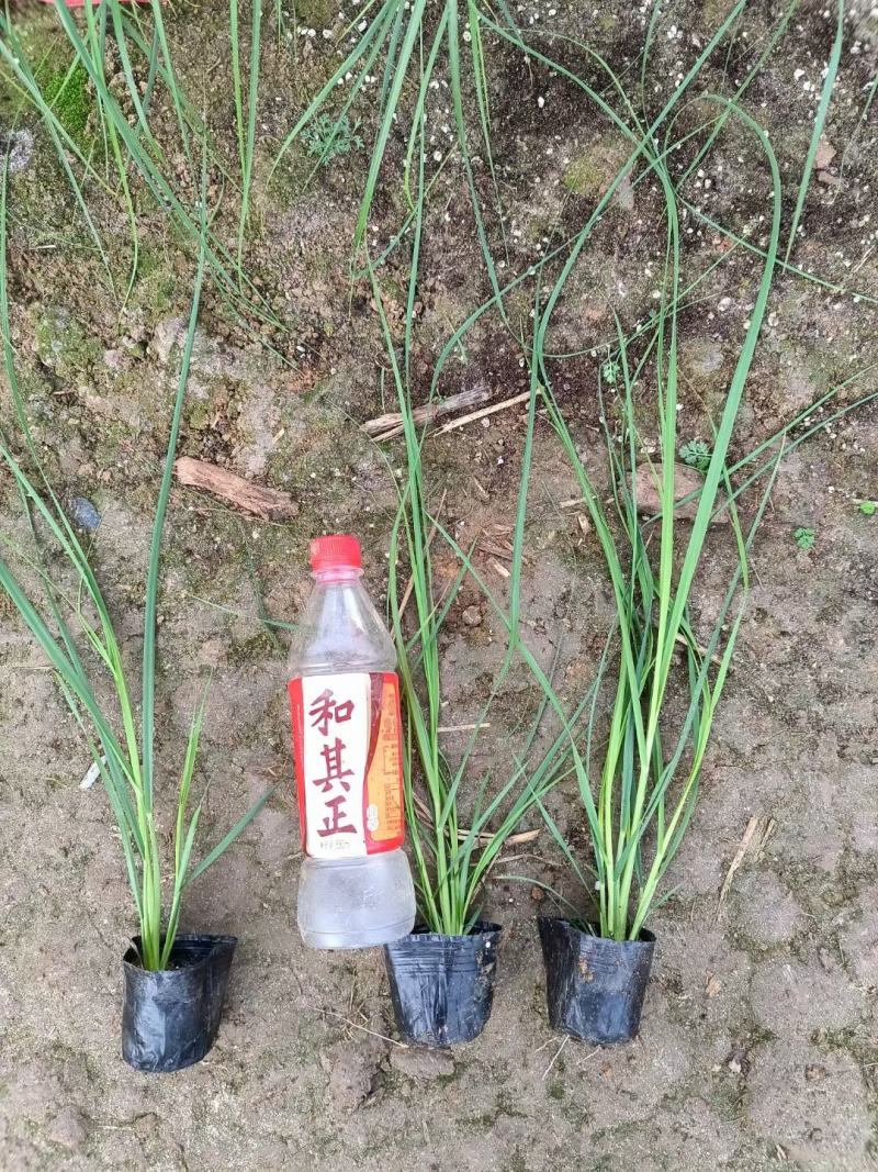 矮蒲苇，需要的老板电话询价价格低质量优