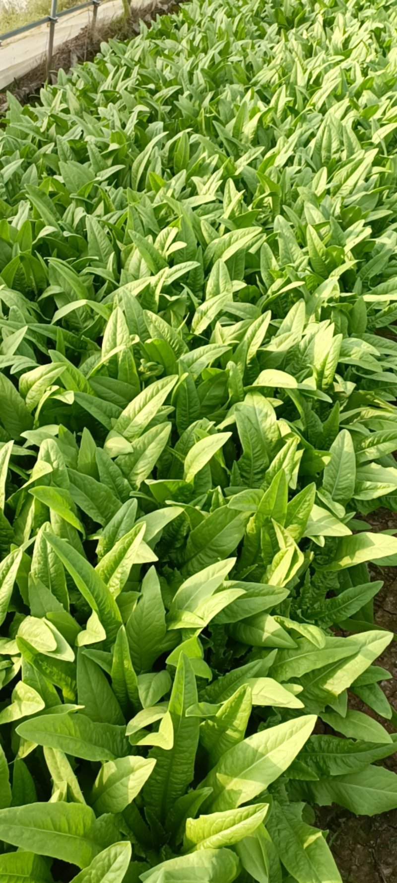 油麦菜