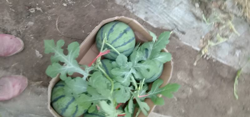 吐鲁番托克逊精品吊瓜