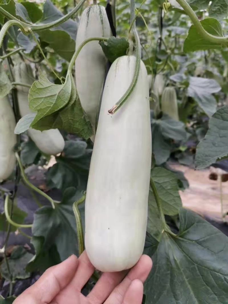 博阳六十一吕