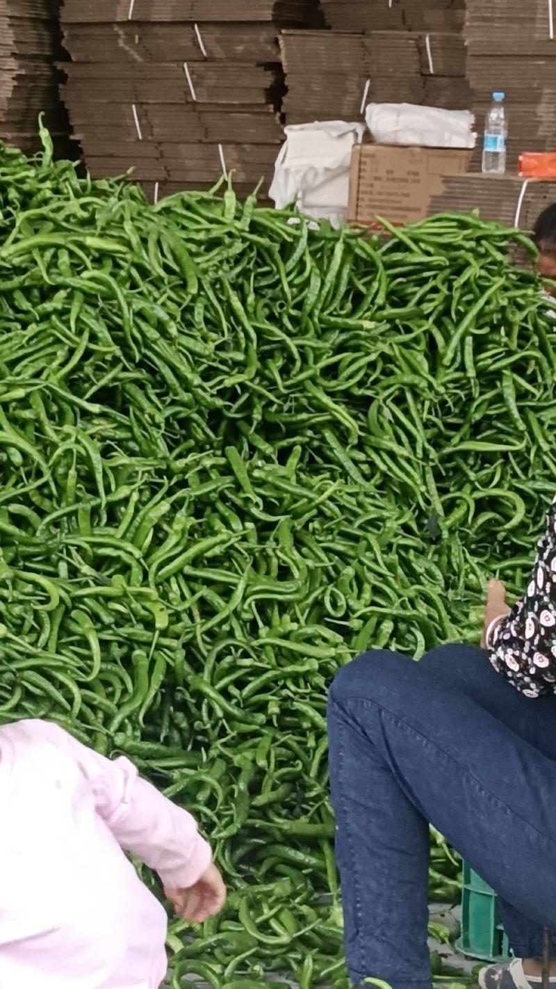精品泡椒，现在正是攀枝花市米易县泡椒大量现货的时候