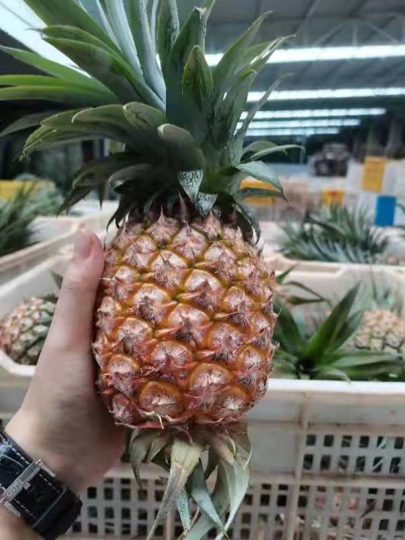 海南自然熟凤梨