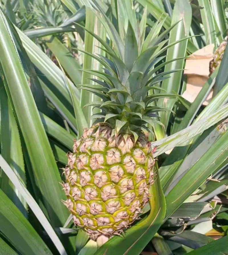 海南自然熟凤梨