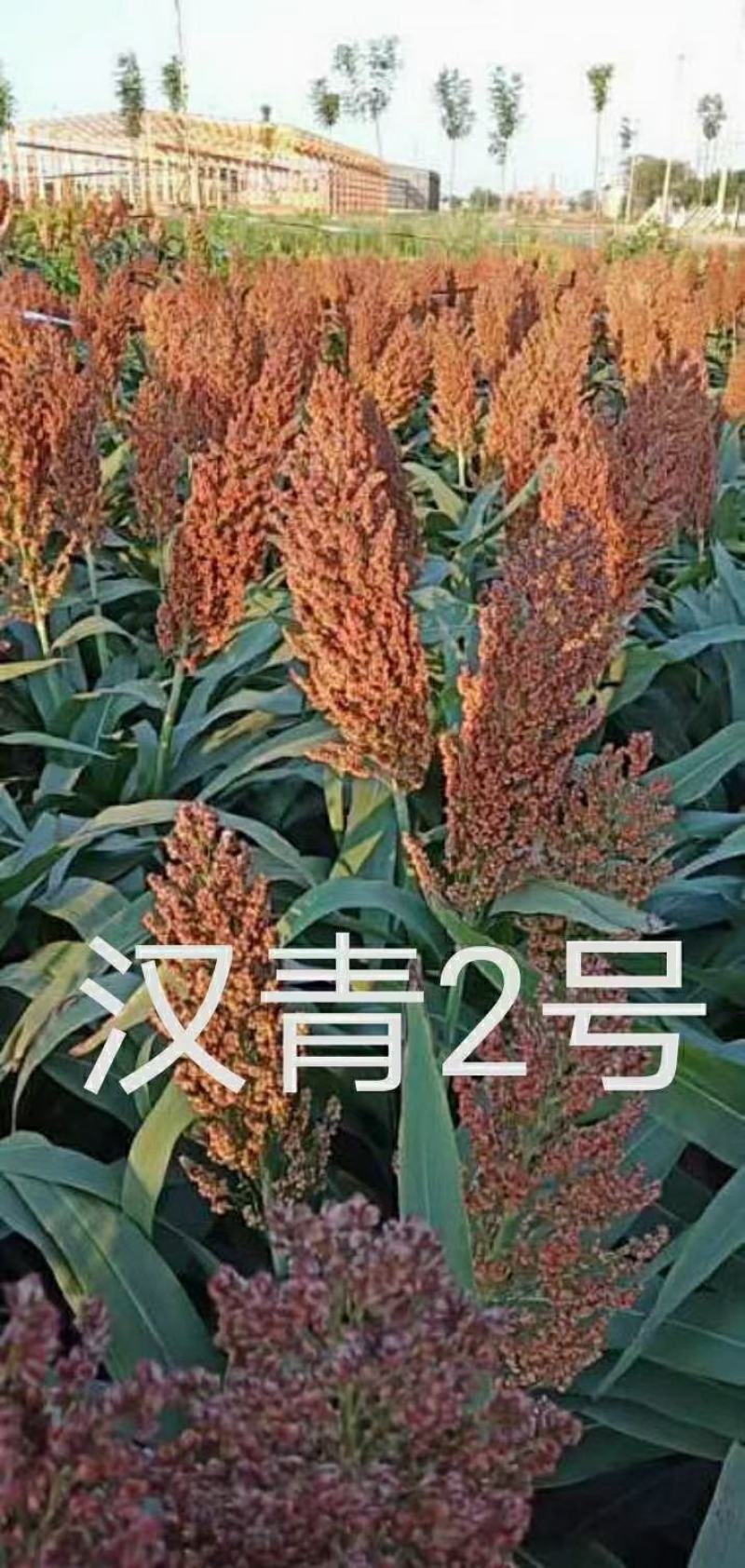 汉青二号株高一米二-一米三，中颗粒高粱积温二千七