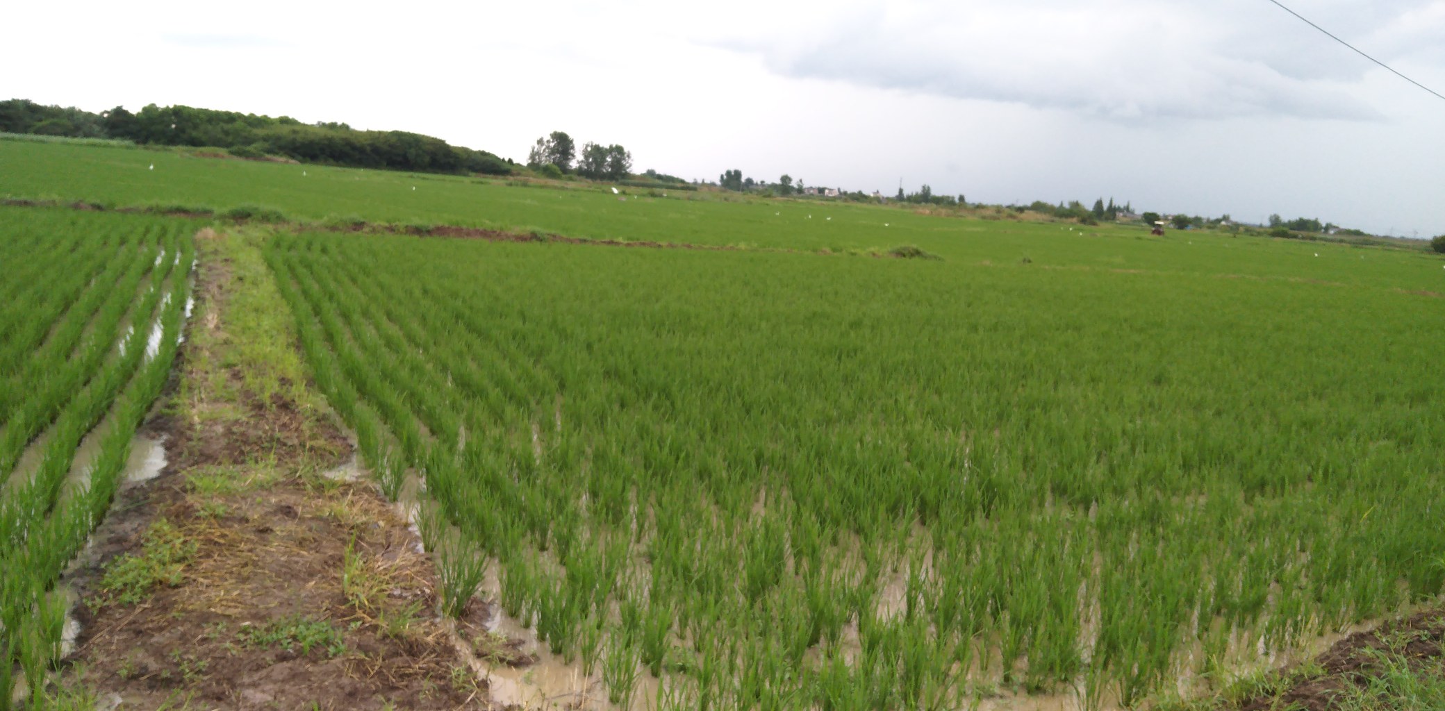 一片典型的水稻田,水中生长着大量绿色阔叶杂草,如鸭舌草和水苋菜,与水稻植株交错分布,显示杂草对水稻养分、光照的激烈竞争 水稻田中杂草与水稻竞争生长实景