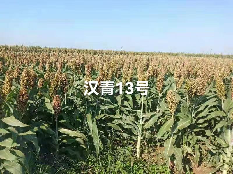 矮杆高产品种，汉青13号，株高一米二，亩产一千二三百斤