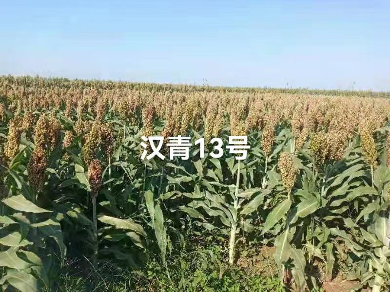 矮杆高产品种，汉青13号，株高一米二，亩产一千二三百斤