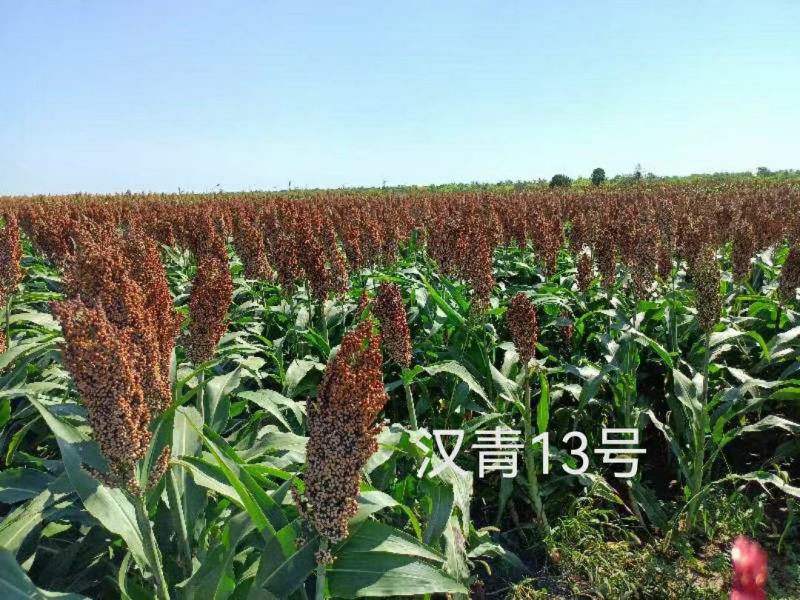 矮杆高产品种，汉青13号，株高一米二，亩产一千二三百斤