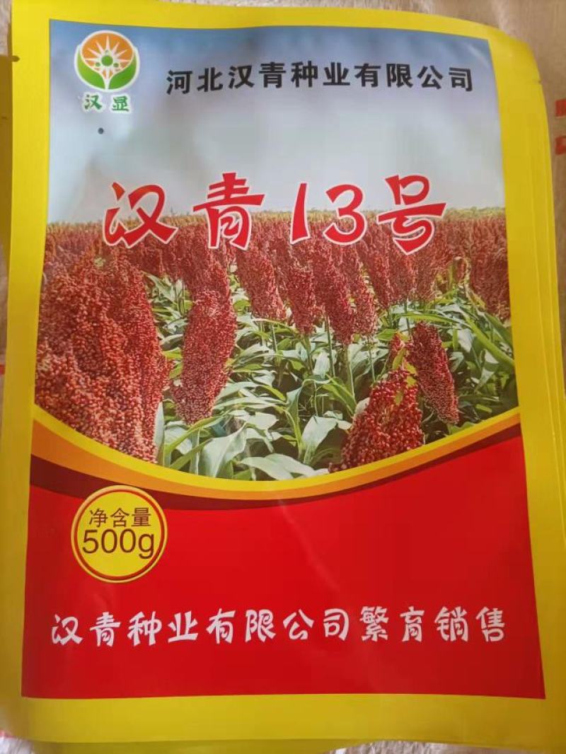 矮杆高产品种，汉青13号，株高一米二，亩产一千二三百斤