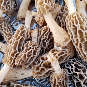 大别山野生羊肚菌