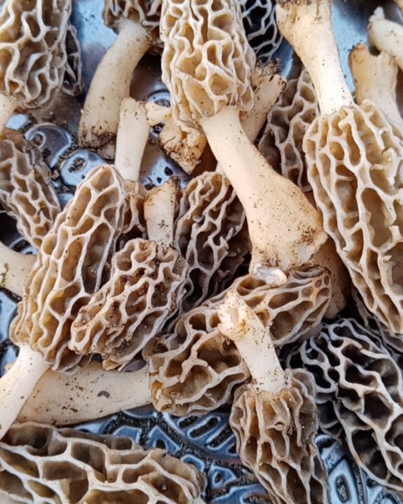 大别山野生羊肚菌