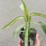 翠芦莉