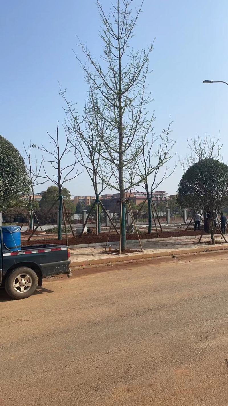 银杏树16~18cm工程树450元上车，基地直发