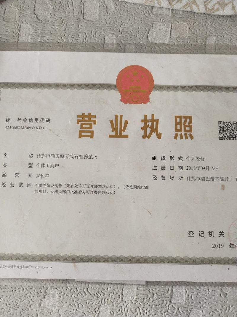 石蛙苗