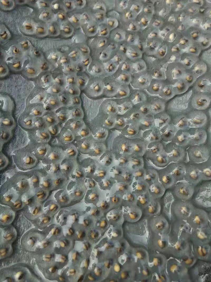 石蛙苗