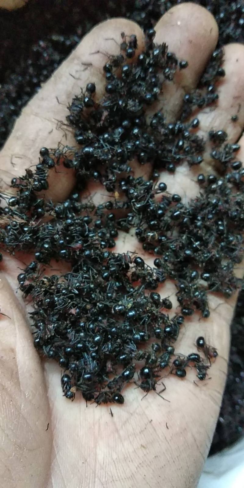 贵州铜仁深山老林大黑蚂蚁干货无杂质多种规格产地直发