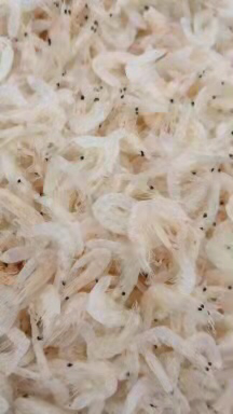 精品山东淡干虾皮干虾产地直发全国发货品质保证