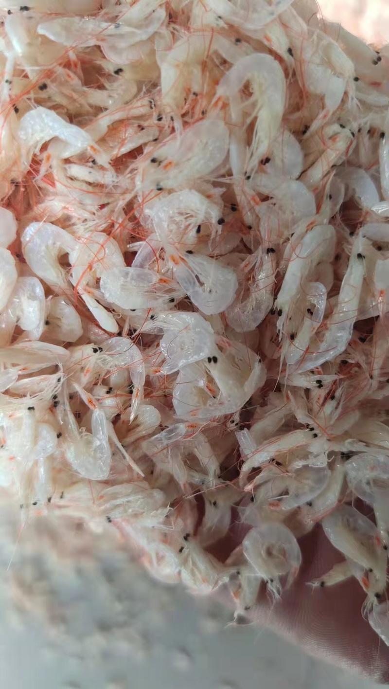 精品山东淡干虾皮干虾产地直发全国发货品质保证
