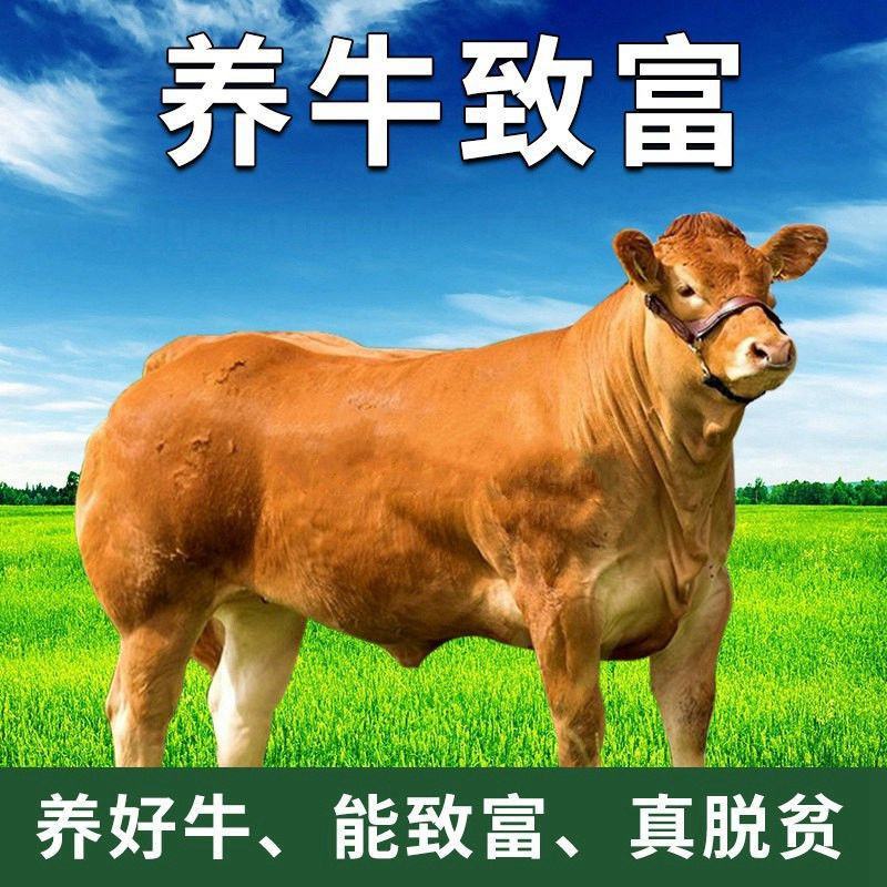 鲁西黄牛犊，改良黄牛犊，长势快，免费运输，货到付款