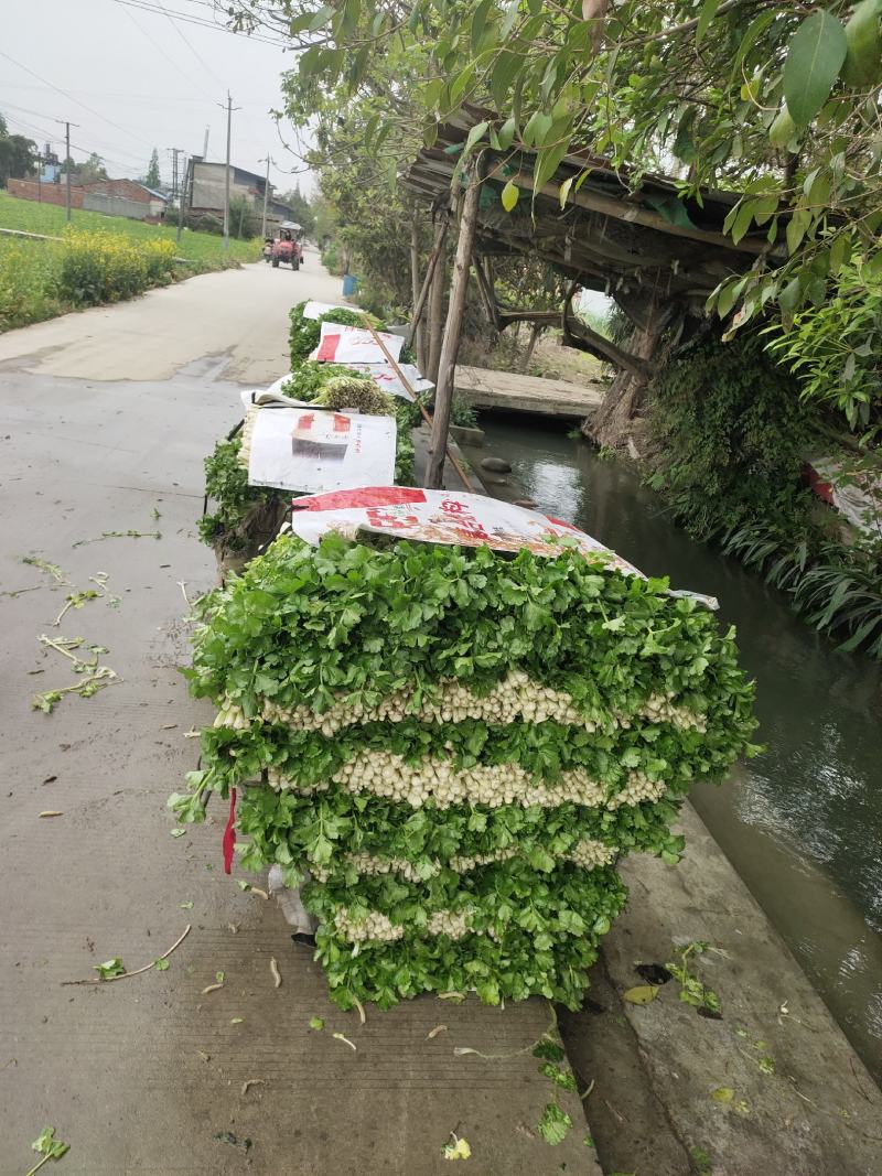 总产量十万斤，需要的联系