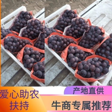 藤稔，乒乓球葡萄，承接各大市场，电商，超市，加工厂等客户