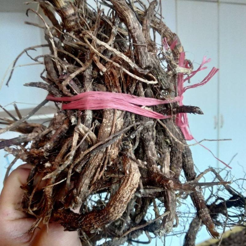 贵州铜仁野生紫花前胡干货毛前胡干品大前胡干净无杂产地直发