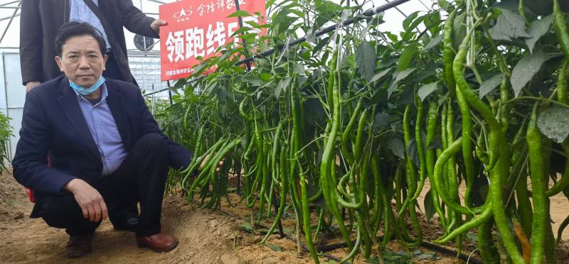 领跑线五号辣椒种子线椒种子全国包邮一袋1000粒