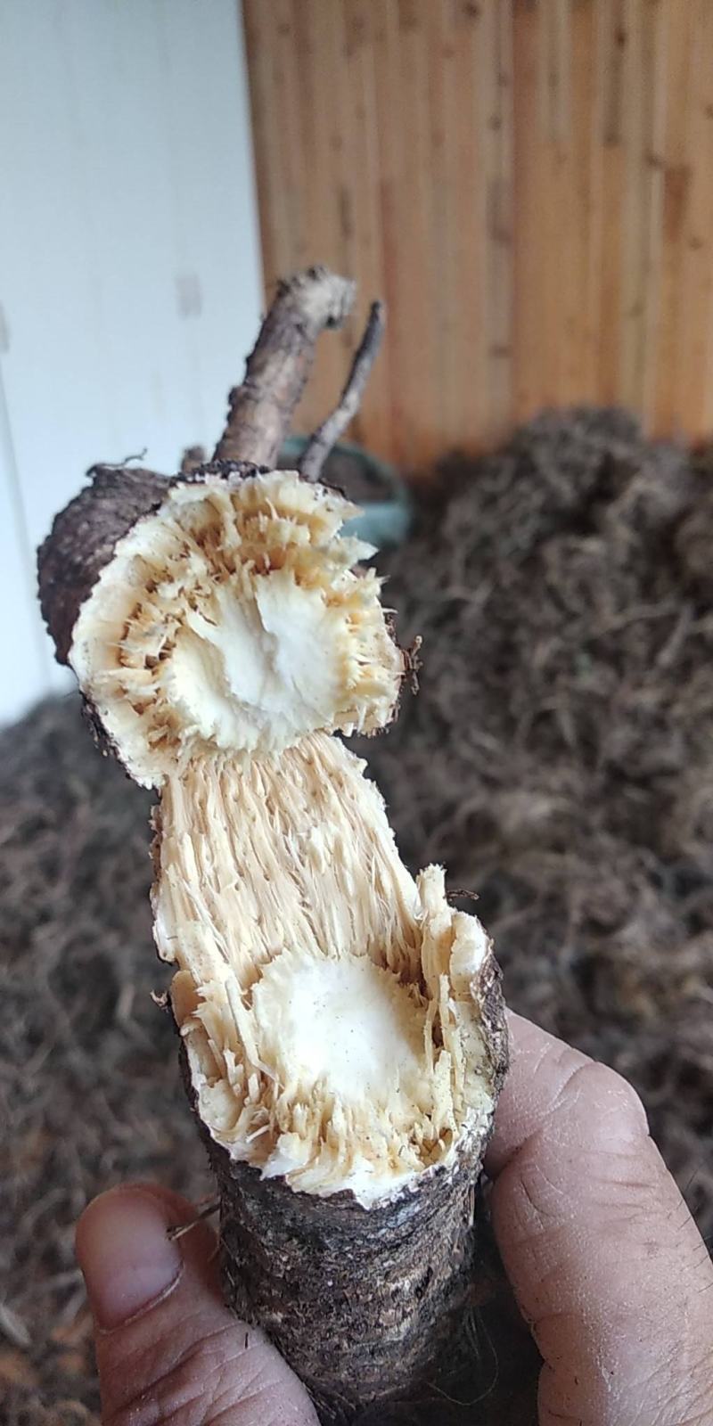 贵州铜仁野生紫花前胡干货毛前胡干品大前胡干净无杂产地直发