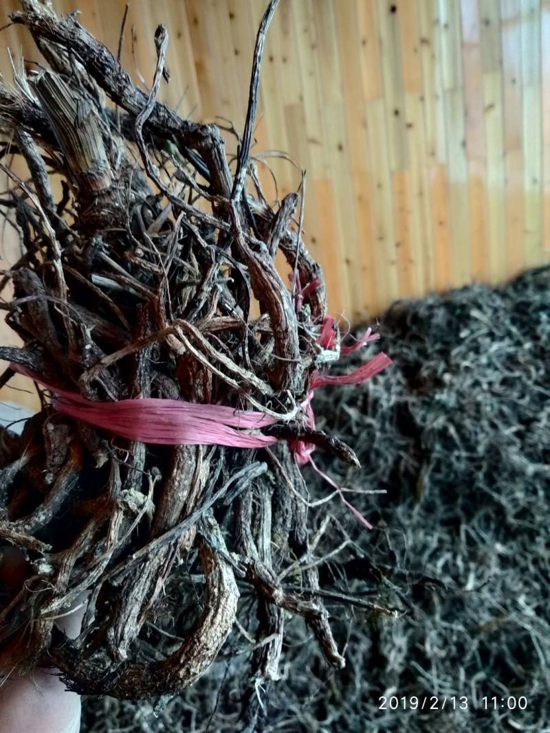 贵州铜仁野生紫花前胡干货毛前胡干品大前胡干净无杂产地直发