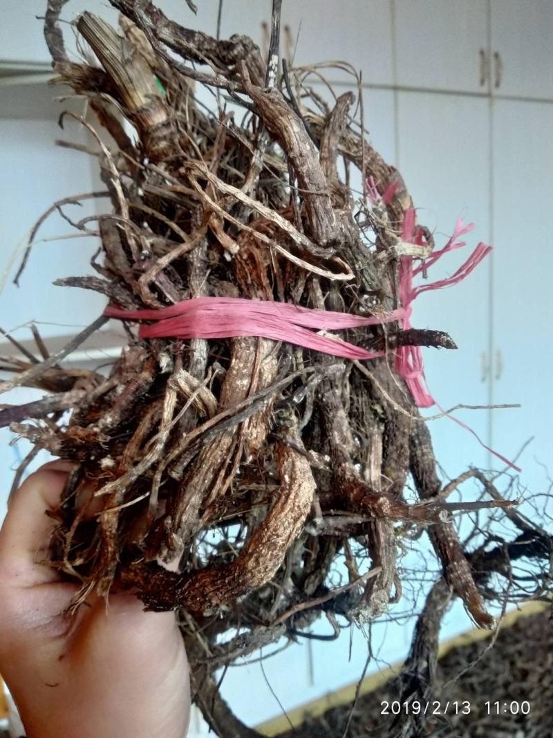 贵州铜仁野生紫花前胡干货毛前胡干品大前胡干净无杂产地直发