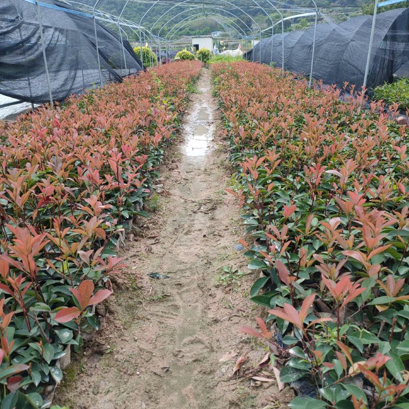 红叶石楠杯苗袋苗福建红叶石楠苗