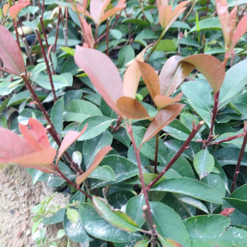 红叶石楠杯苗袋苗福建红叶石楠苗