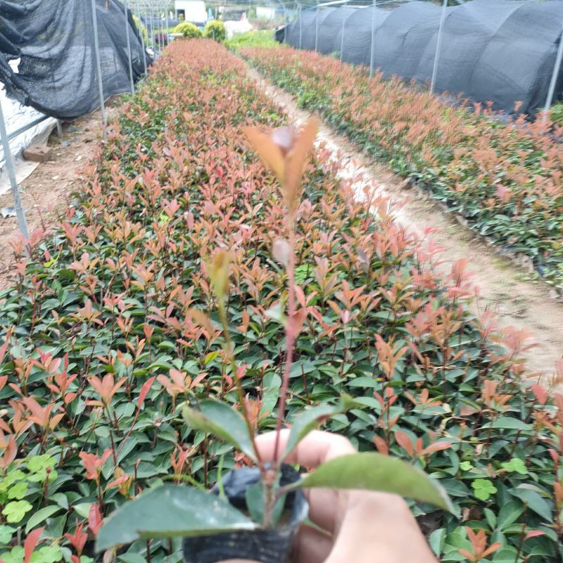 红叶石楠杯苗袋苗福建红叶石楠苗