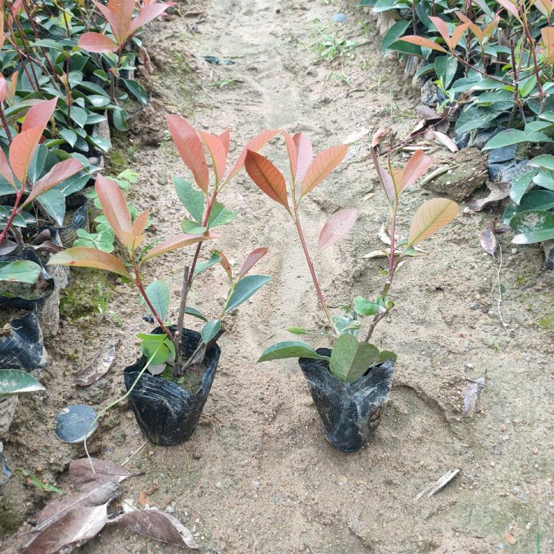 红叶石楠杯苗袋苗福建红叶石楠苗