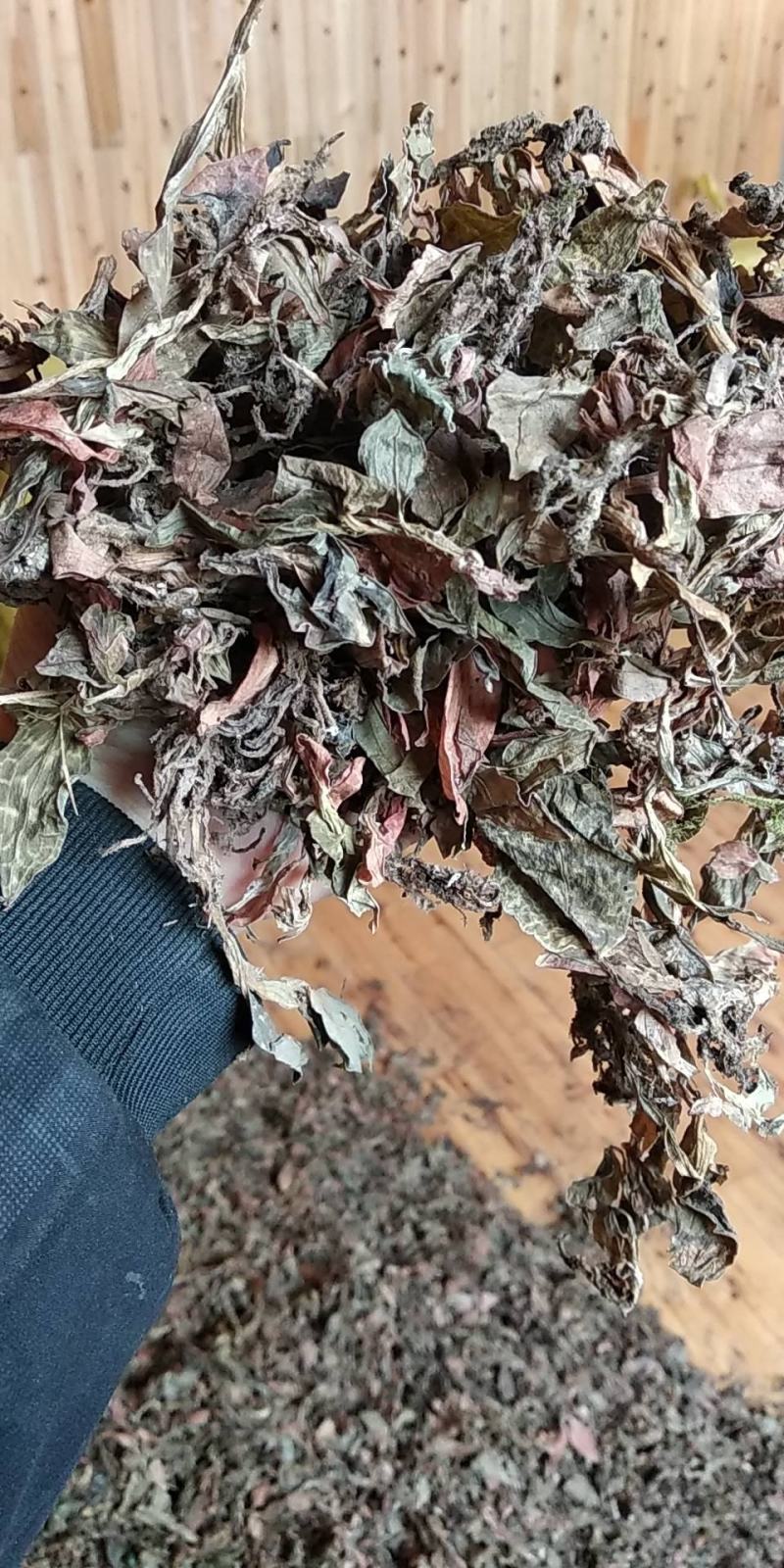 贵州野生无硫斑叶兰干货银线莲生货肺心草干品润肺产地直销