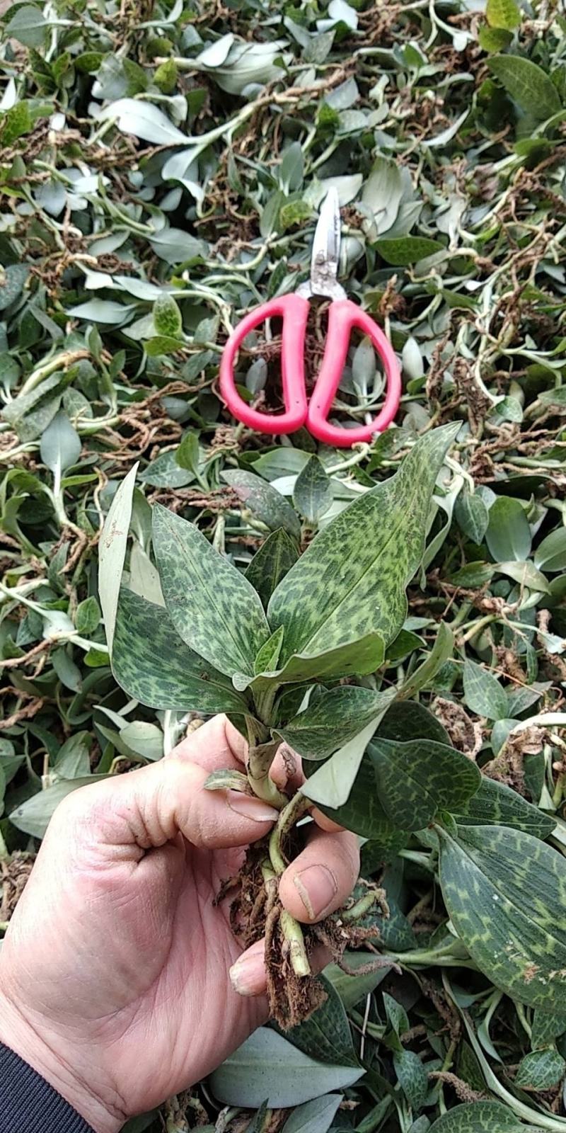贵州野生无硫斑叶兰干货银线莲生货肺心草干品润肺产地直销