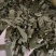 淫羊藿叶子今年新货颜色好看当天发货
