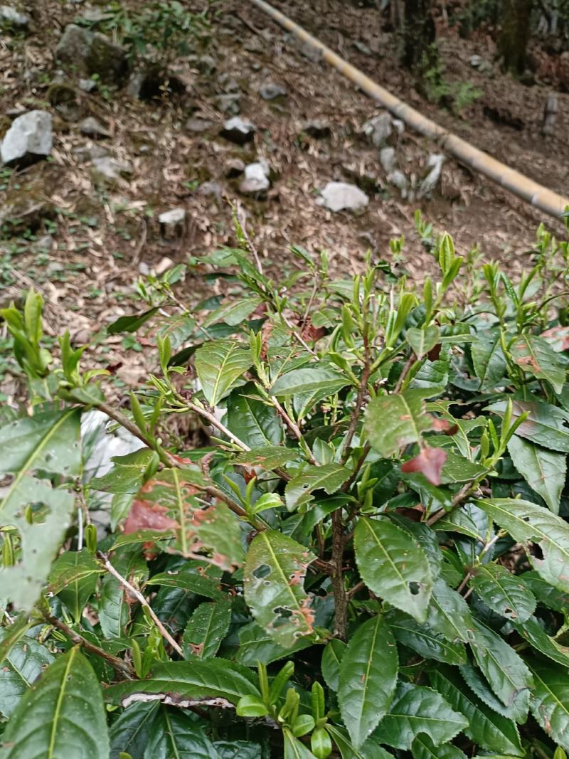 出售高山山谷野生黄山毛峰，纯手工古法制茶。