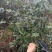 出售高山山谷野生黄山毛峰，纯手工古法制茶。