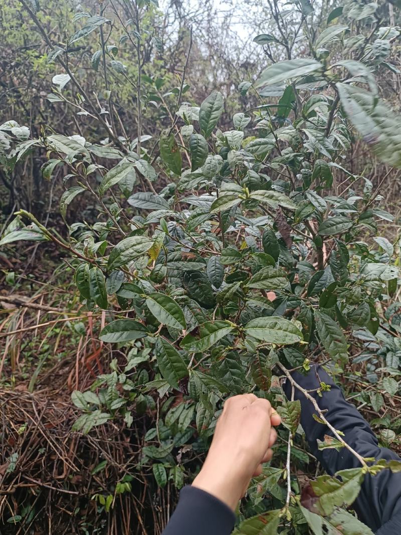 出售高山山谷野生黄山毛峰，纯手工古法制茶。