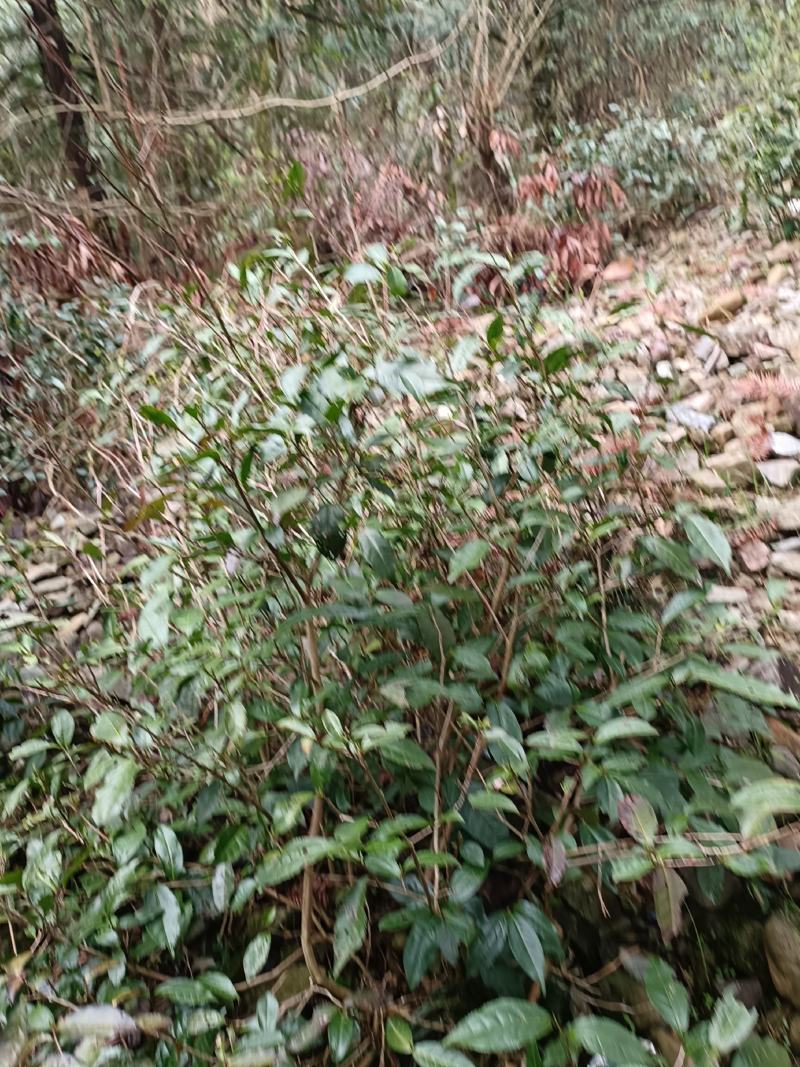 出售高山山谷野生黄山毛峰，纯手工古法制茶。