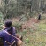 出售高山山谷野生黄山毛峰，纯手工古法制茶。