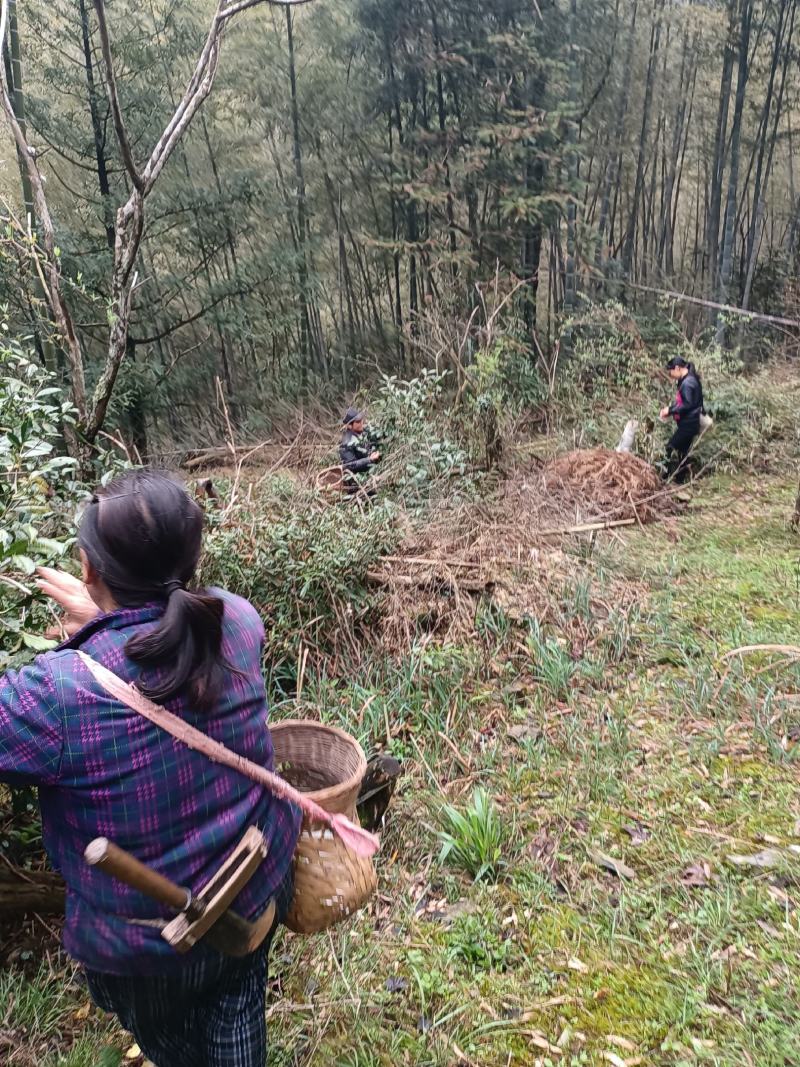 出售高山山谷野生黄山毛峰，纯手工古法制茶。