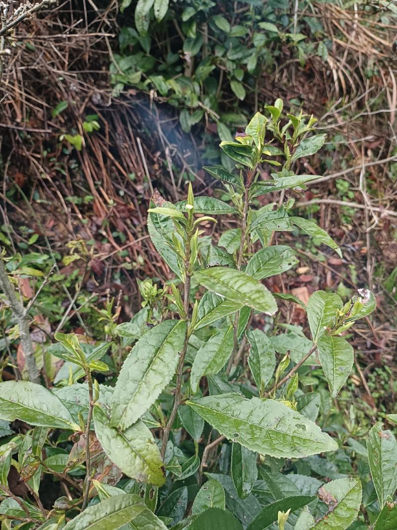 出售高山山谷野生黄山毛峰，纯手工古法制茶。
